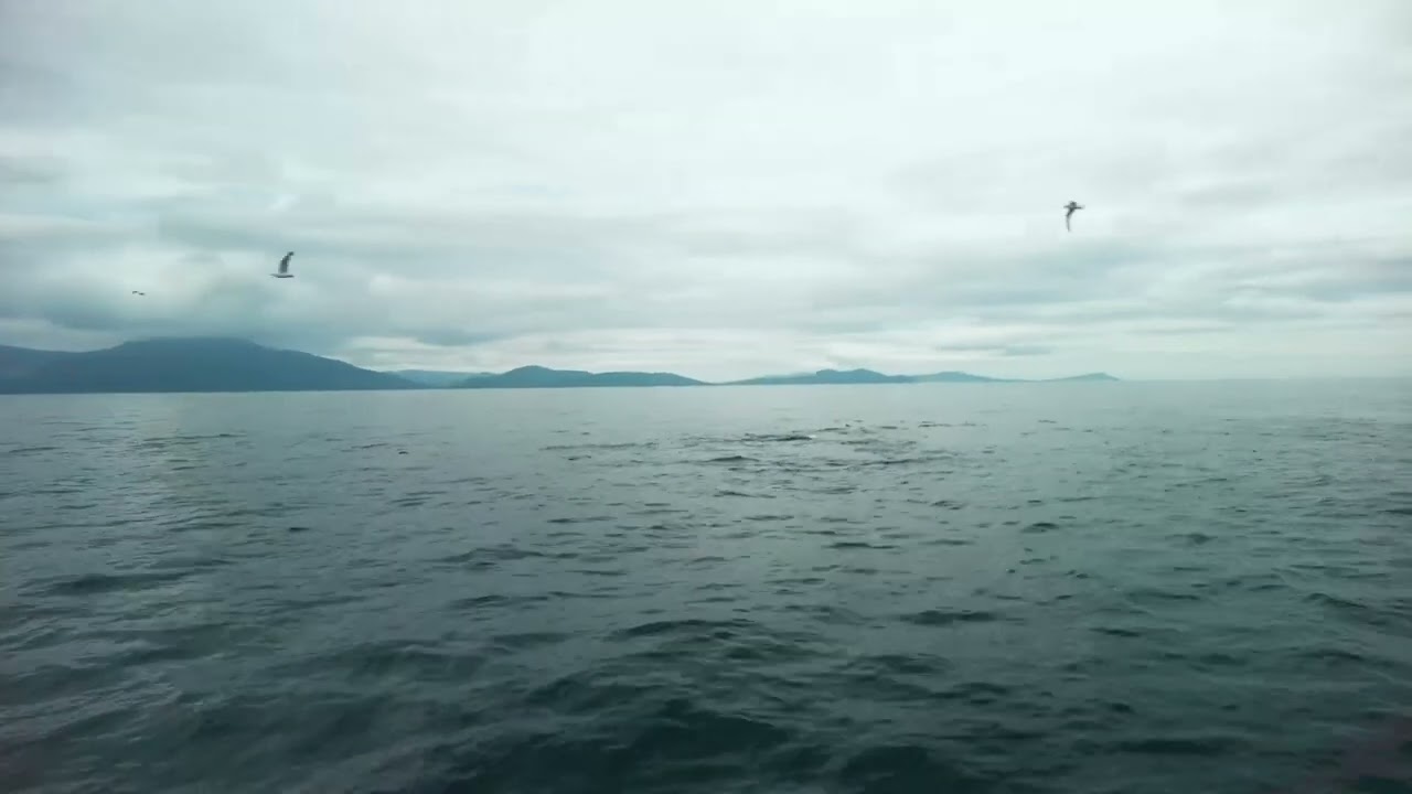 Whale in Dingle Ireland