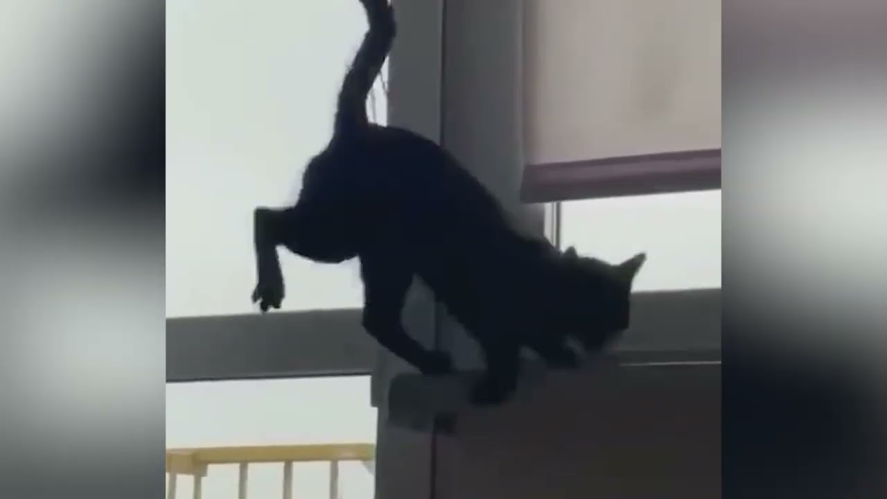 Funny animals basking and bouncing to soothe your soul
