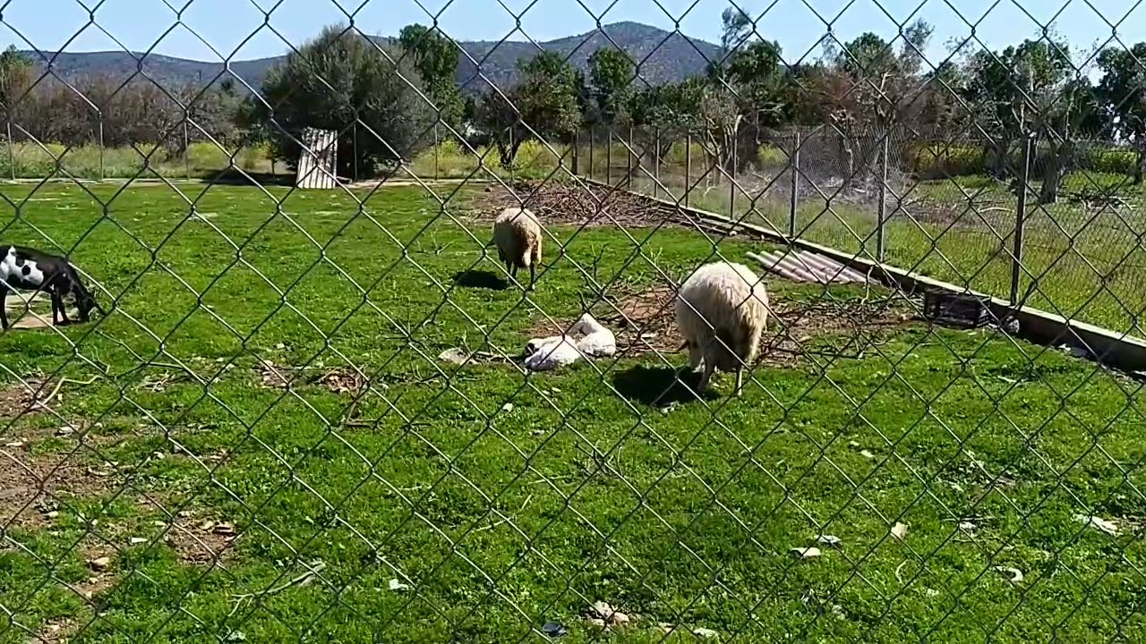 Η ΜΙΚΡΗ ΦΑΡΜΑ ΖΩΩΝ ΤΟΥ ΠΑΠΠΟΥ ΜΟΥ
