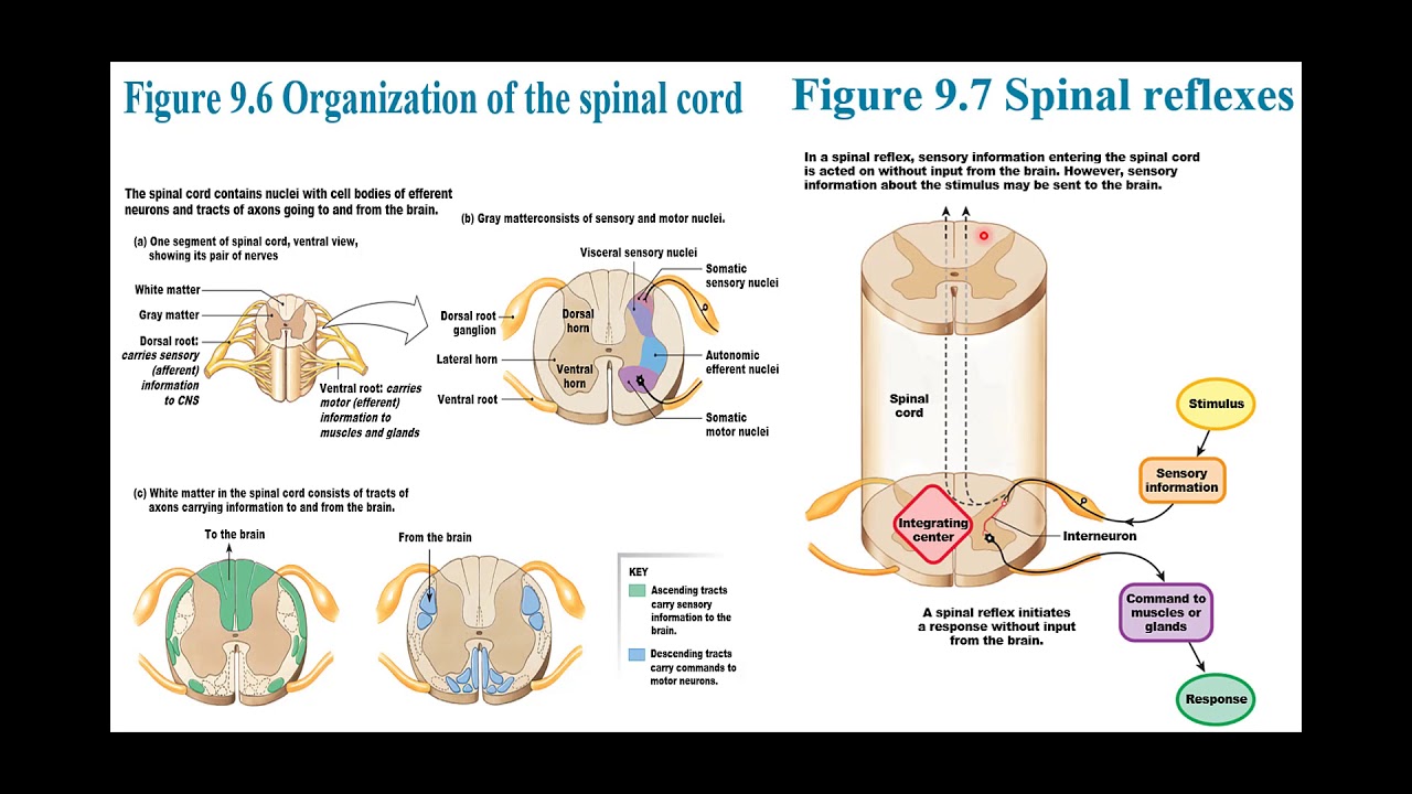 Ch. 09 - The Central Nervous System