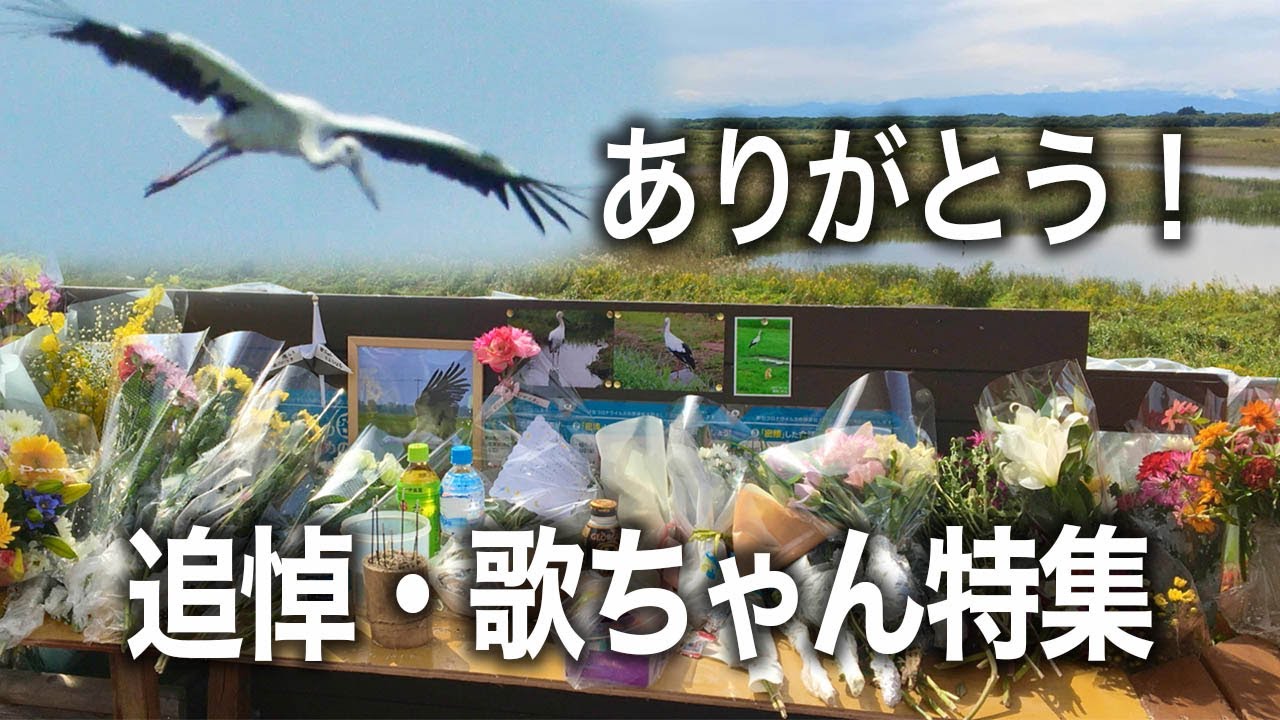 ありがとう歌ちゃん・コウノトリ歌ちゃん追悼動画