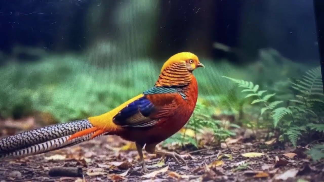 Top Birds that sing the Most Beautiful Songs#nature#birds #bird