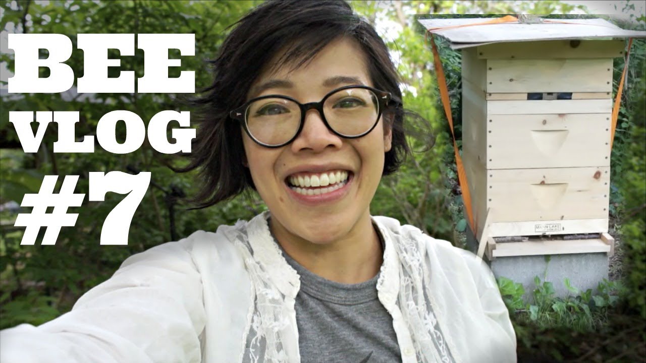 Bee Vlog #7 | First Year of Bee keeping WEEK 6.5 | 5/24/2017