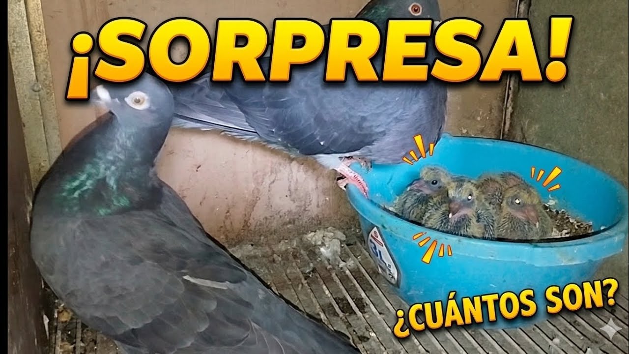 Salen plumajes que no esperamos.... palomos deportivos ♥️