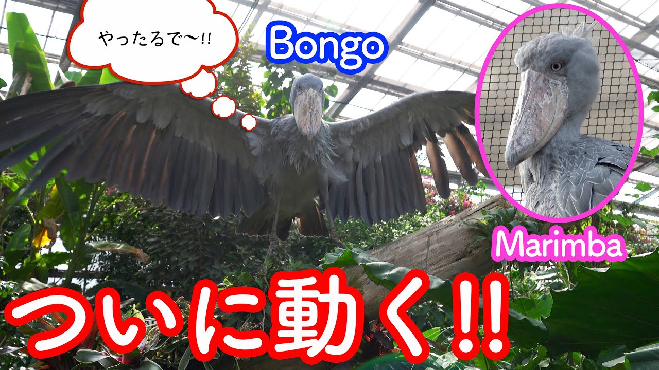 ハシビロコウのボンゴとマリンバ、あれからどうなった? …ついに動き出すボンゴ!!神戸どうぶつ王国 2023年5月-12