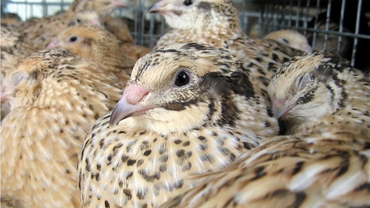 Curso Codornas - Manejo Profilático e Sanitário - Cursos CPT
