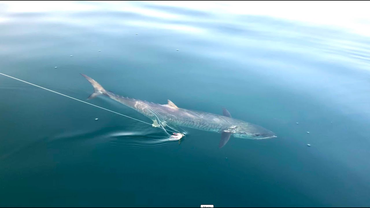 King Fish Hunting Using The Live Bait EPISODE 4( Two Kings In A Row , Dubai Fishing )