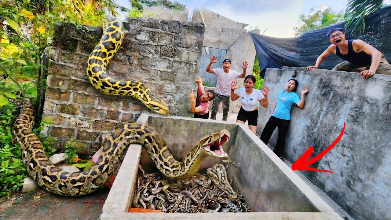 Brave Expert Rescues Young Girl from Giant Pythons in Abandoned House.