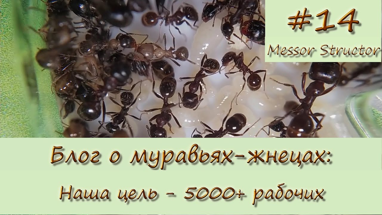 Блог #14: Наша цель – 5000+ рабочих