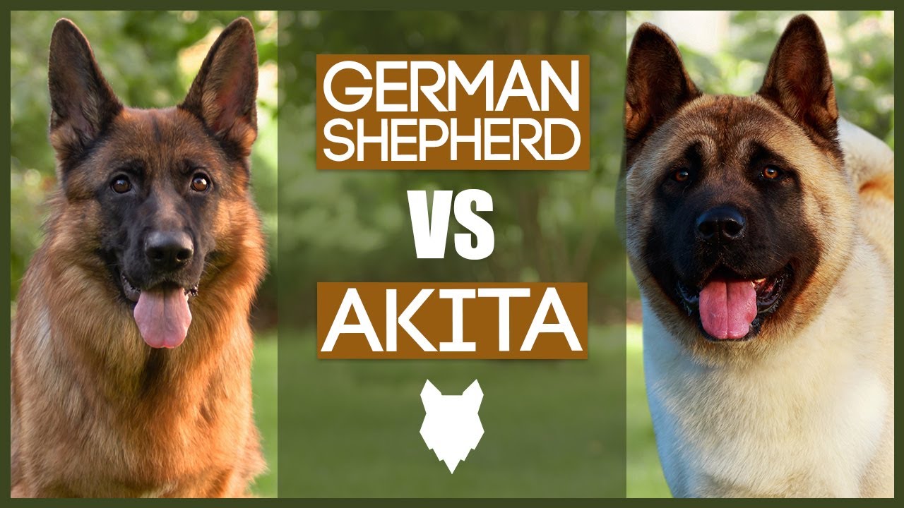 GERMAN SHEPHERD VS AKITA
