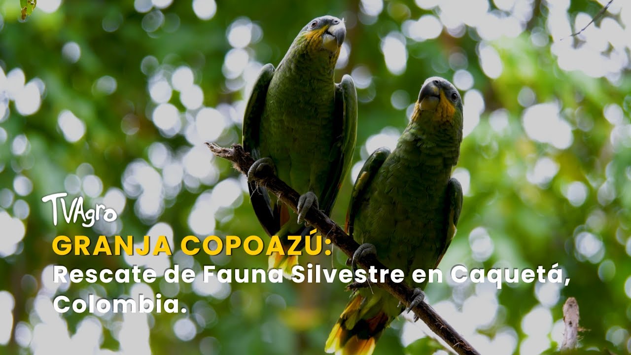 Granja Copoazú: Rescate de Fauna Silvestre en Caquetá, Colombia - TvAgro por Juan Gonzalo Angel