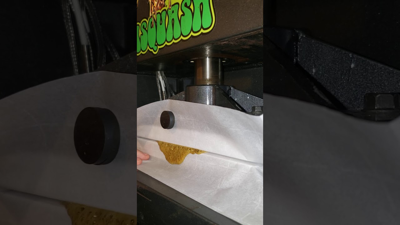 Bubble hash rosin on Sasquash