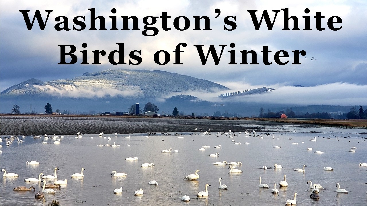 SLT Speaker Series - White Birds of Winter with Martha Jordan