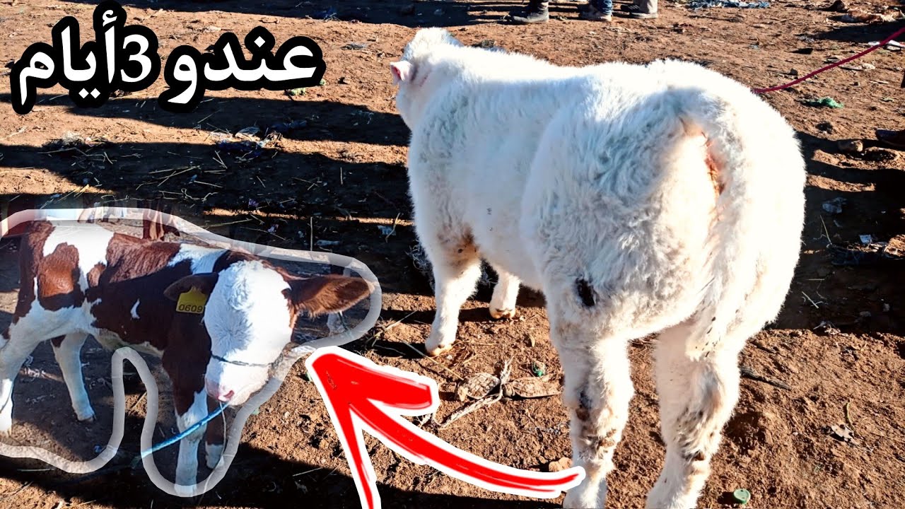 الله الله على سوق الأسبوعي حد سوالم رحبة الخروف والعجول الموبليار بتاريخ 9/1/2022