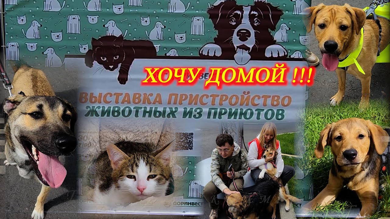 Выставка-пристройство животных из приюта. ХОЧУ ДОМОЙ!!! Москва. ВДНХ. Июль 2025. 😀🐶😻🤗