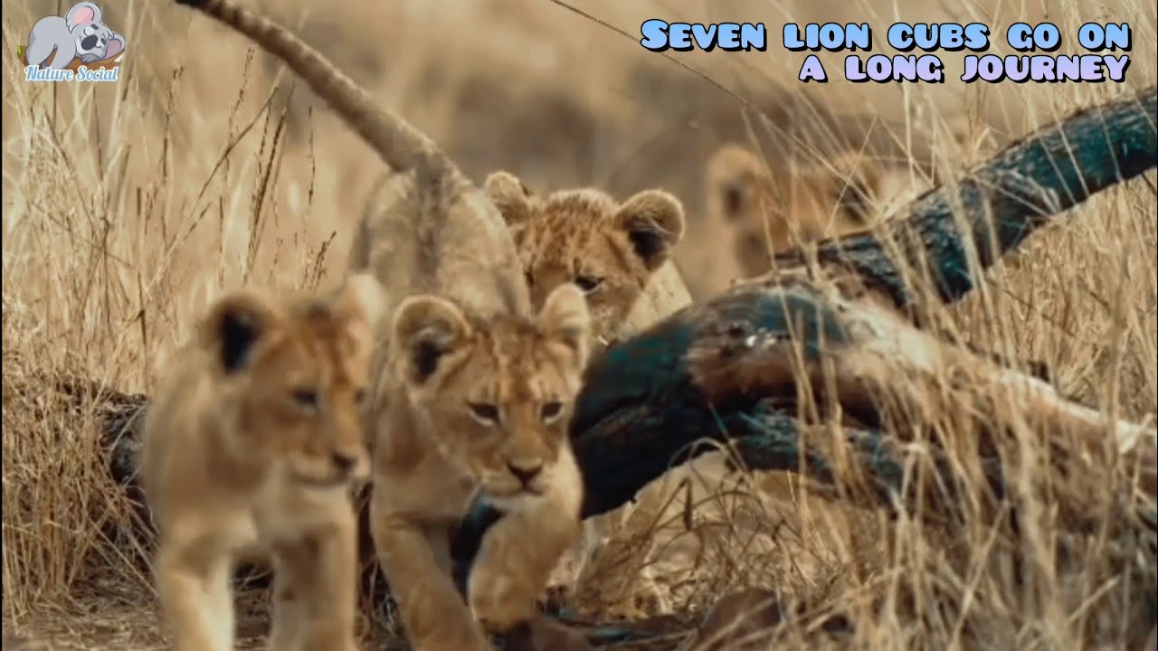Lion cub's life threatened by hyena