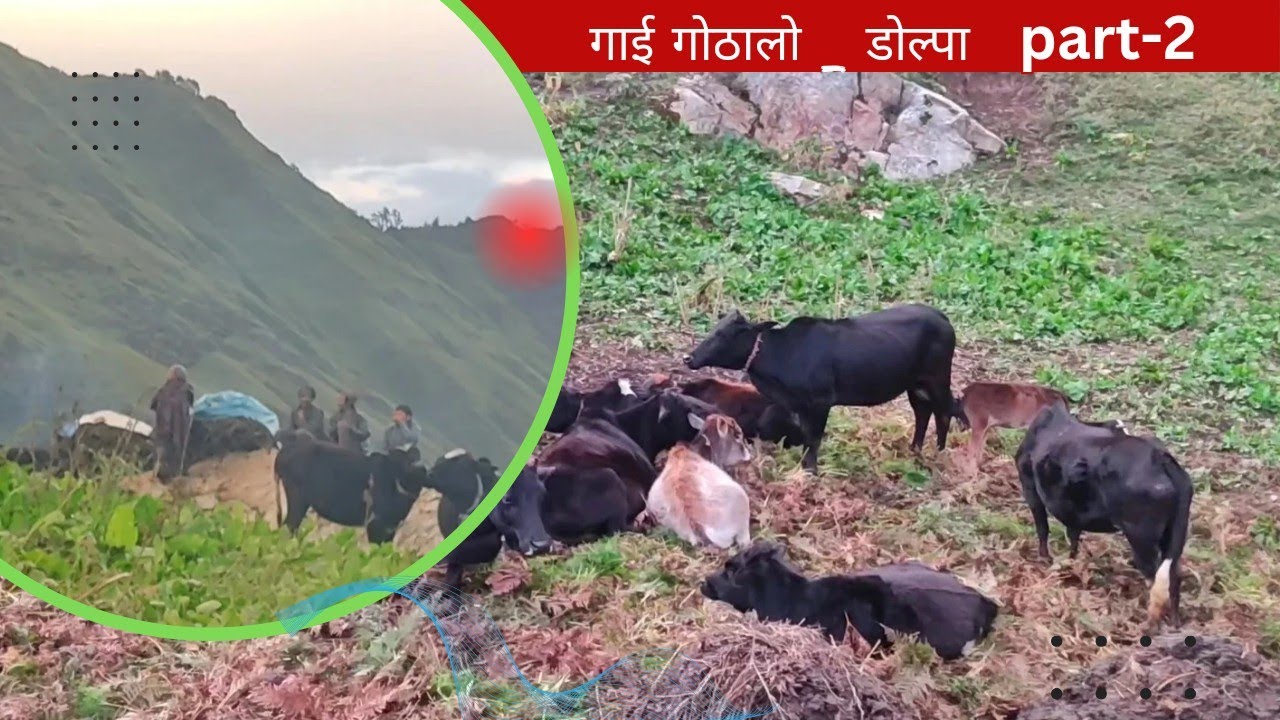 गाइगोठ | gai goth lifestyle 2  ~ dolpa | himalayan view • danda khora ~ majhphal village 🎼✅