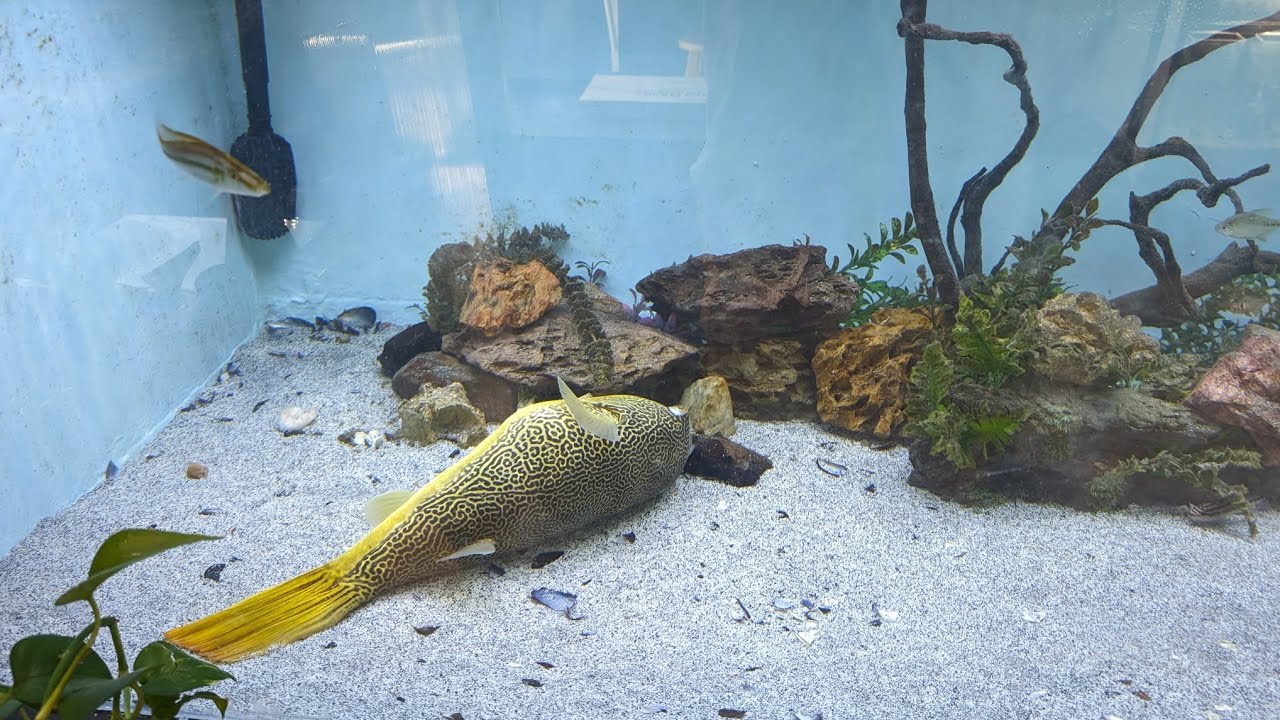 SAD DAY TODAY WE LOST OUR MBU PUFFER. 😭😭😭