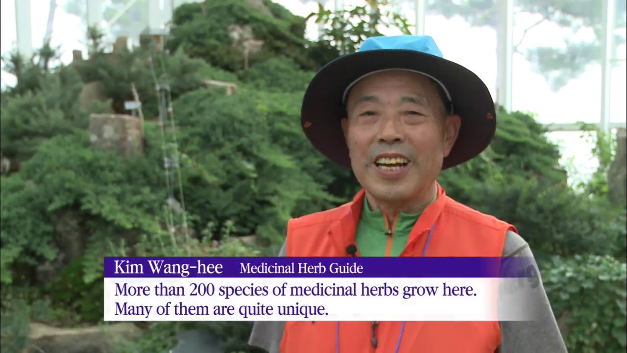 Jirisan&rsquo;s Medicinal Herbs