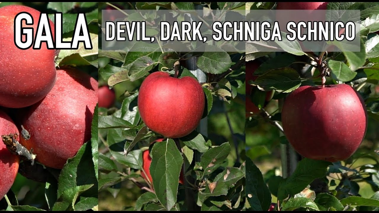 #Gala : #DEVIL , #DARK , #SCHNIGA SCHNICO. Jak wyglądają owoce w sadzie i kiedy zbi&oacute;r?