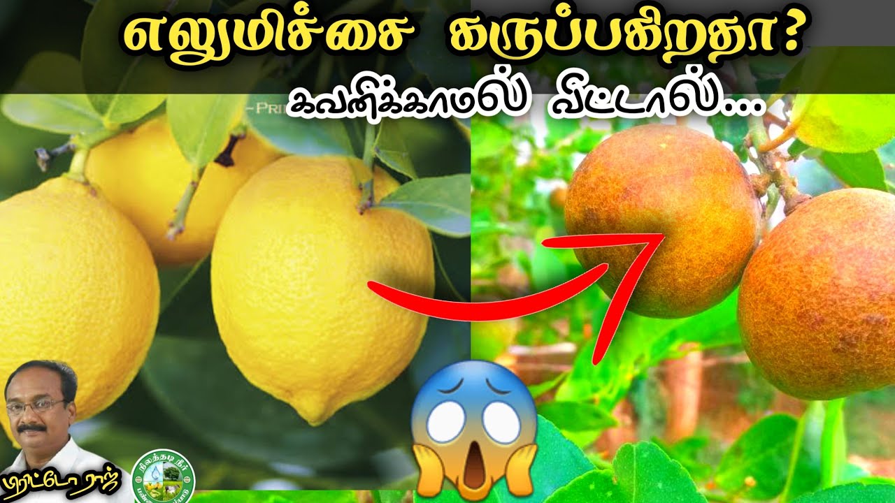 எலுமிச்சை காய்கள் கருப்பாகிவிடுகிறதா! உஷார்....