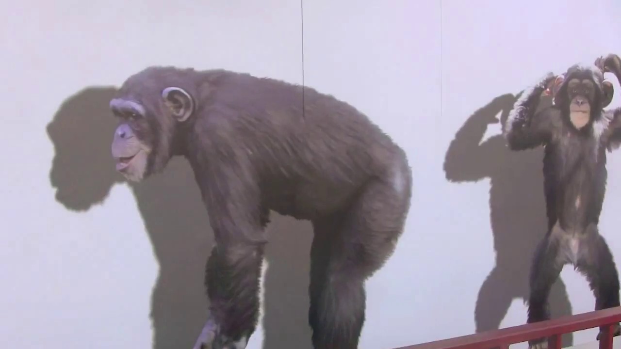 リキの指を噛んだ母カズミ son's discipline chews Chimpanzee