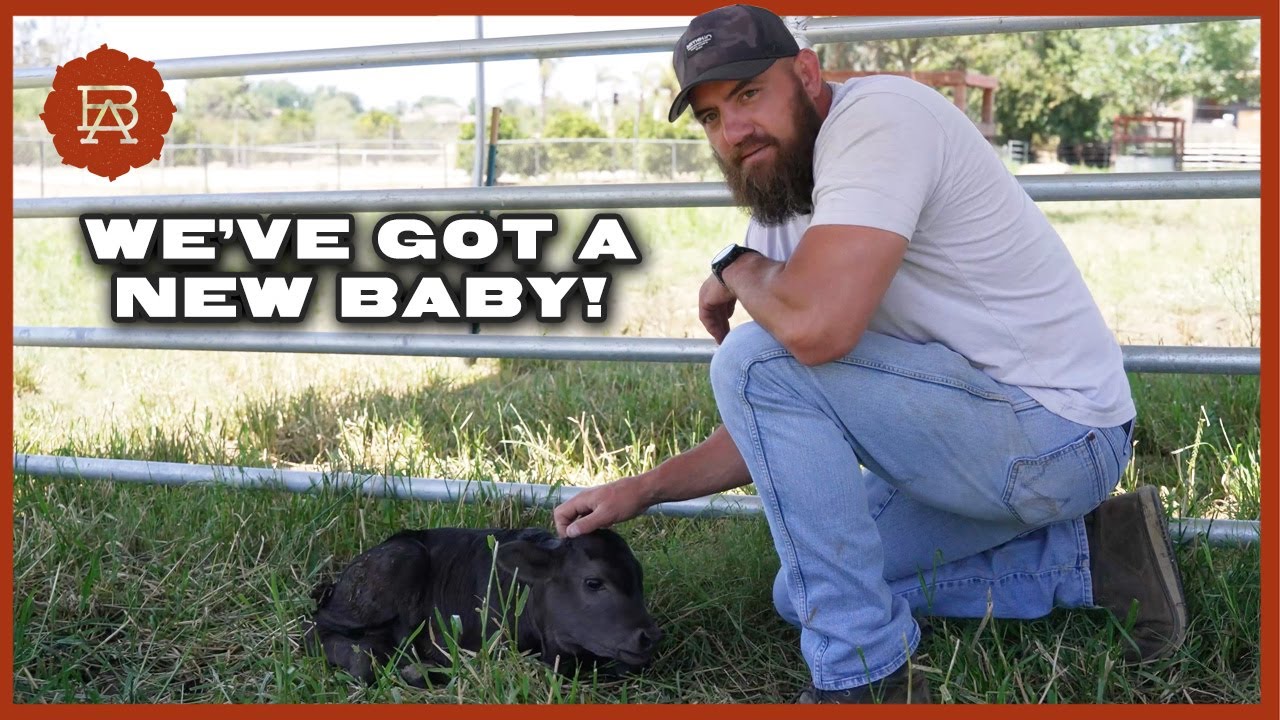 Welcoming Our Baby Wagyu Calf to the California Ranch | Browsey Acres