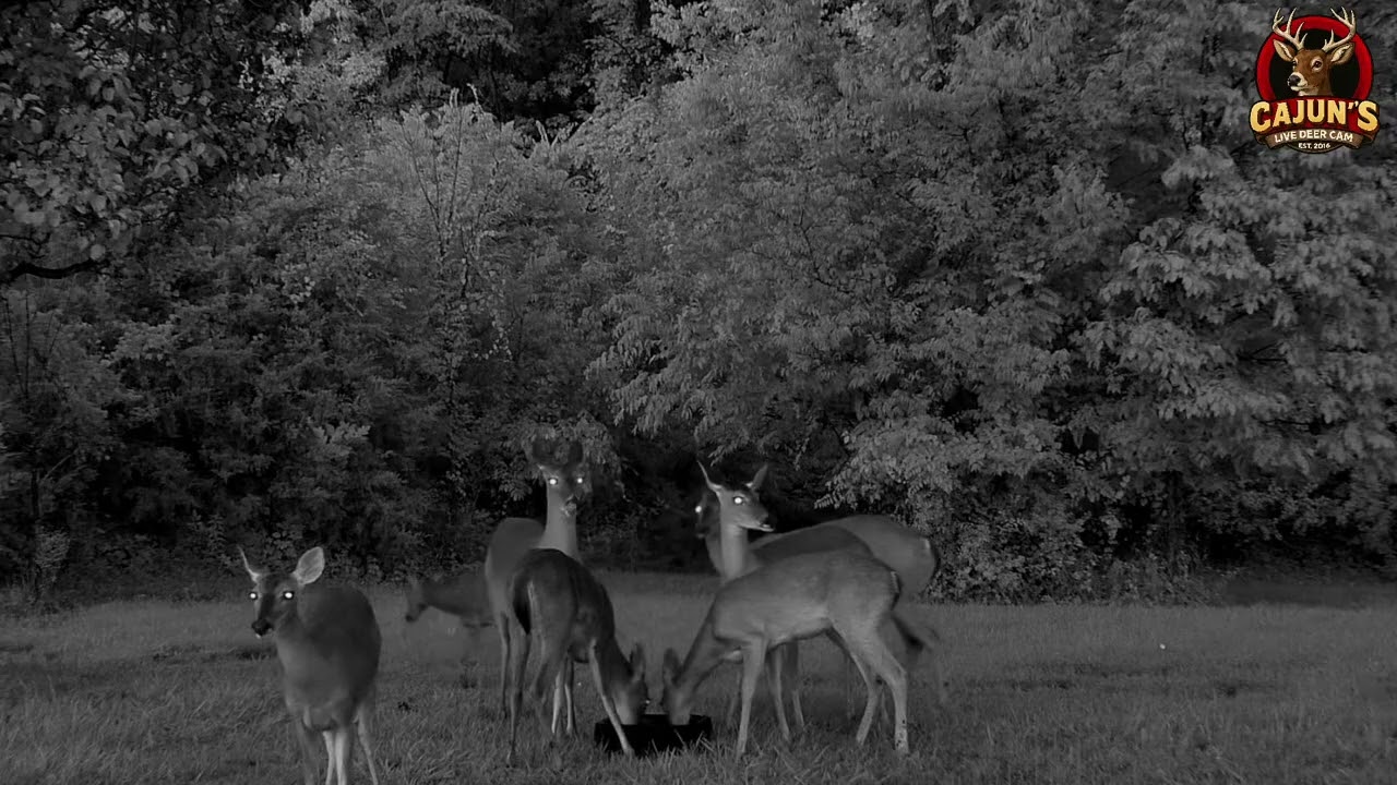 The Deer are Here! Cajun's Live Deer Cam Dinner Time Cotton Candy by Antler King