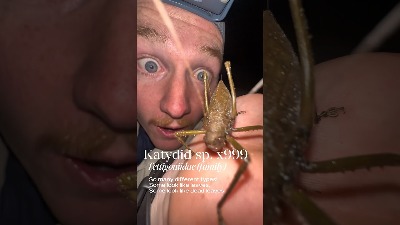 Bugs of Peru 🇵🇪 🤩