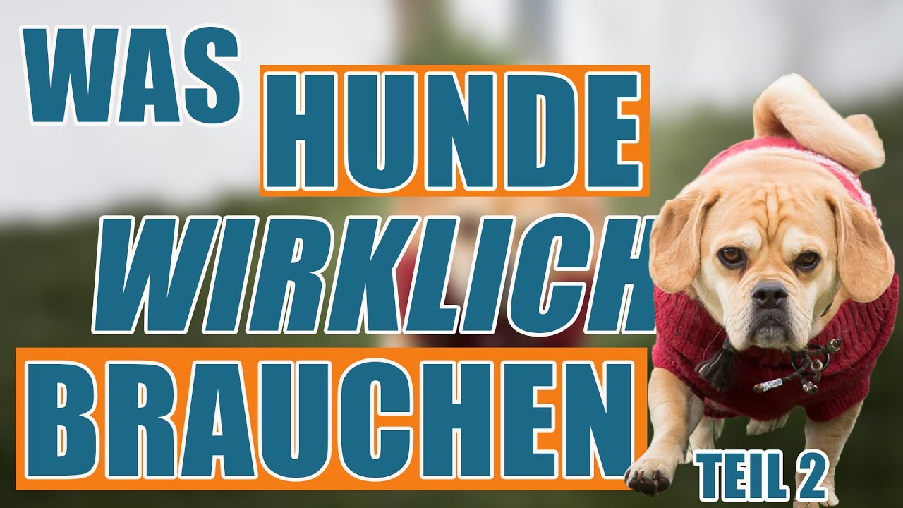 Hunde brauchen ... - ein soziales Umfeld! Teil 2 - Hundetrainer Steve Kaye