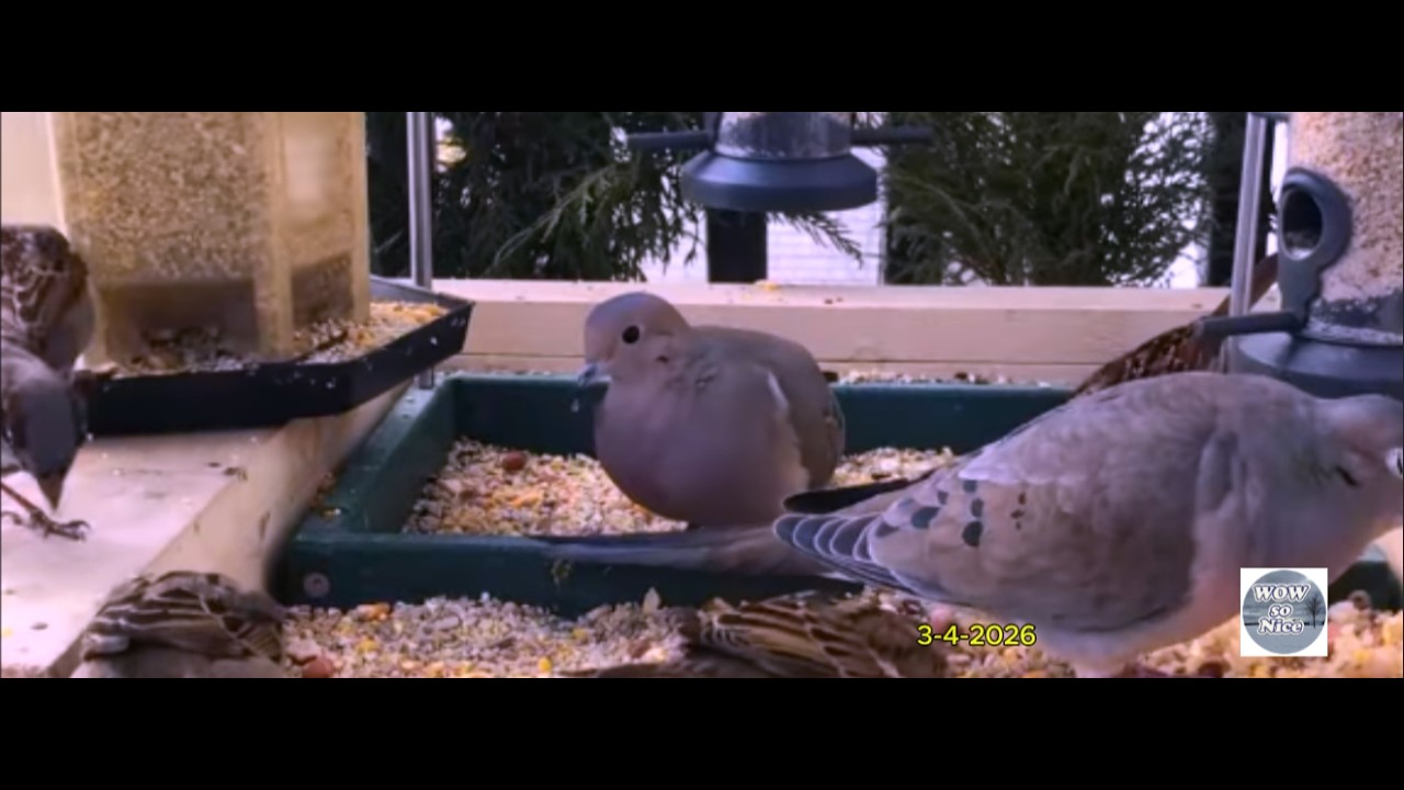 BIRD WATCHING CAM | Beautiful birds #birds