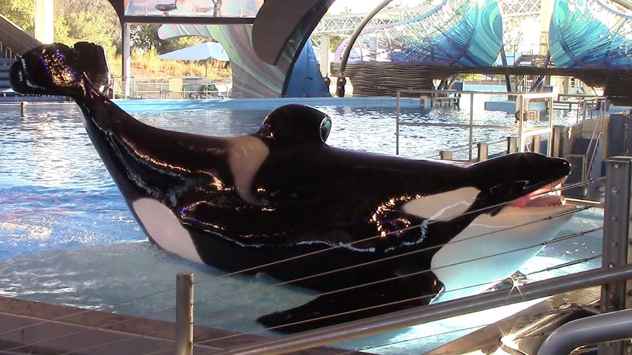 Orca Encounter (Full Show) - SeaWorld San Antonio - January 15, 2022