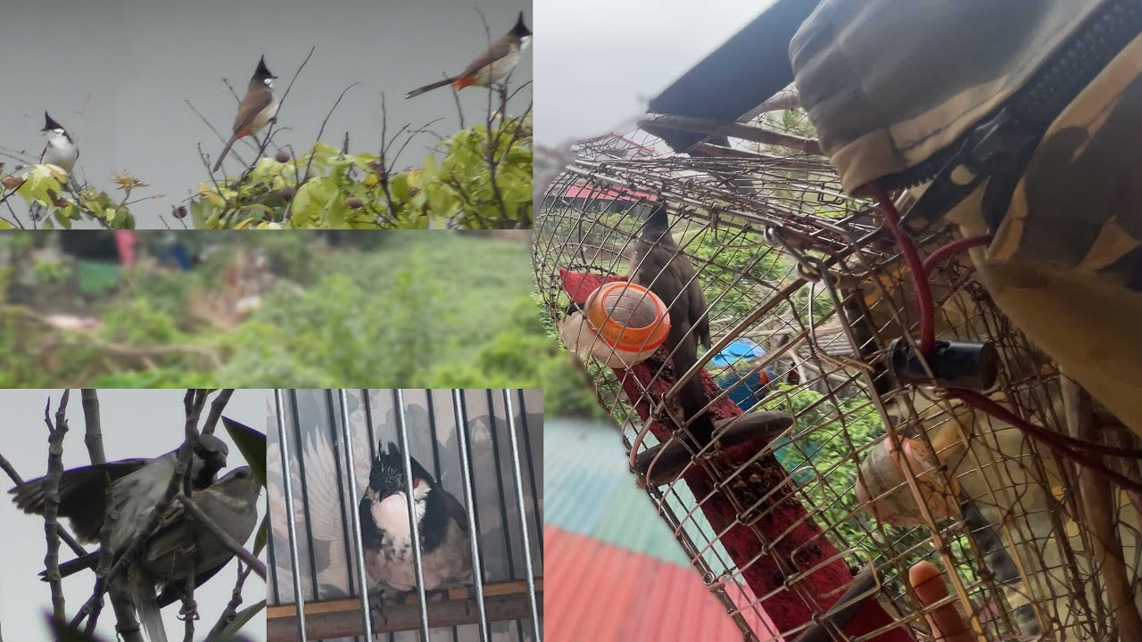 Một Mùa Chim Sinh Sản Sắp Tới || A bird breeding season is approaching //
