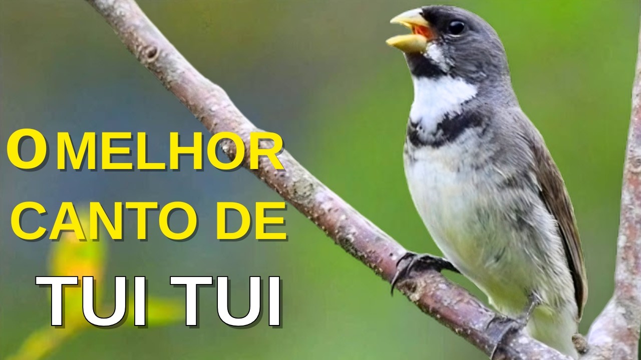 O MELHOR CANTO DE COLEIRO TUI TUI ZEL ZEL POR 10 HORAS