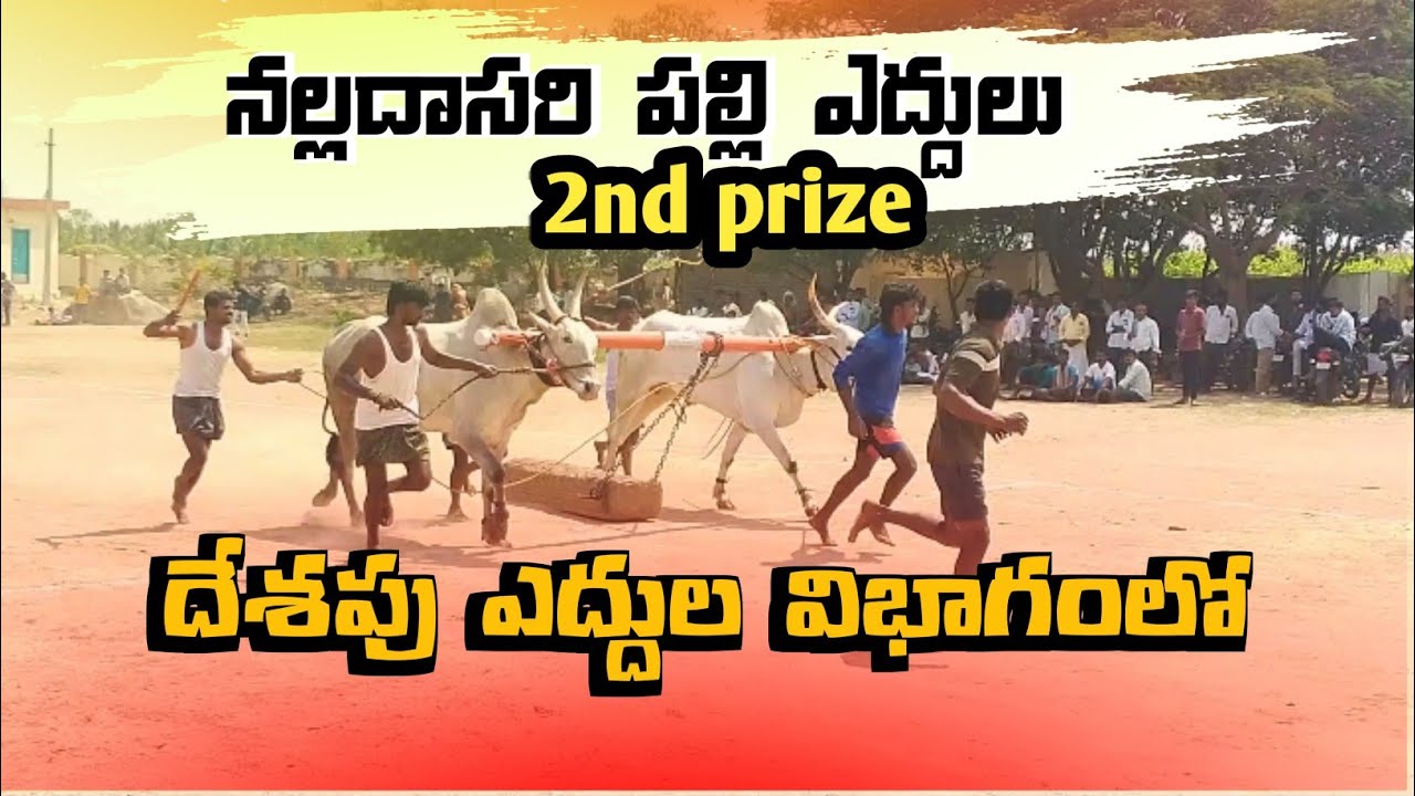 నల్లదాసరి పల్లి ఎద్దులు 2nd prize 🏆|| NELAGONDA గ్రామ స్థాయి దేశపు ఎద్దుల 🐂 దూలం లాగుట పందెము 