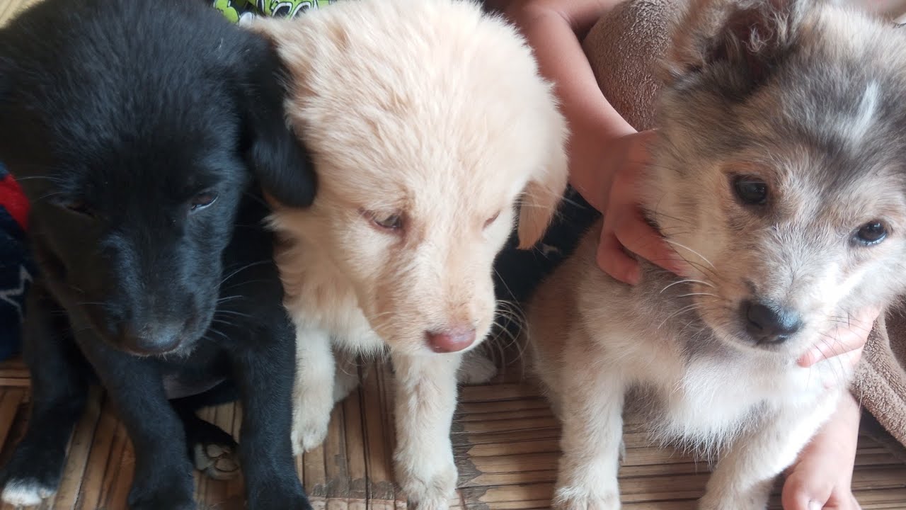 Don't Dare To Come At Our Home Because Puppies Are Always Alert To Take Action.