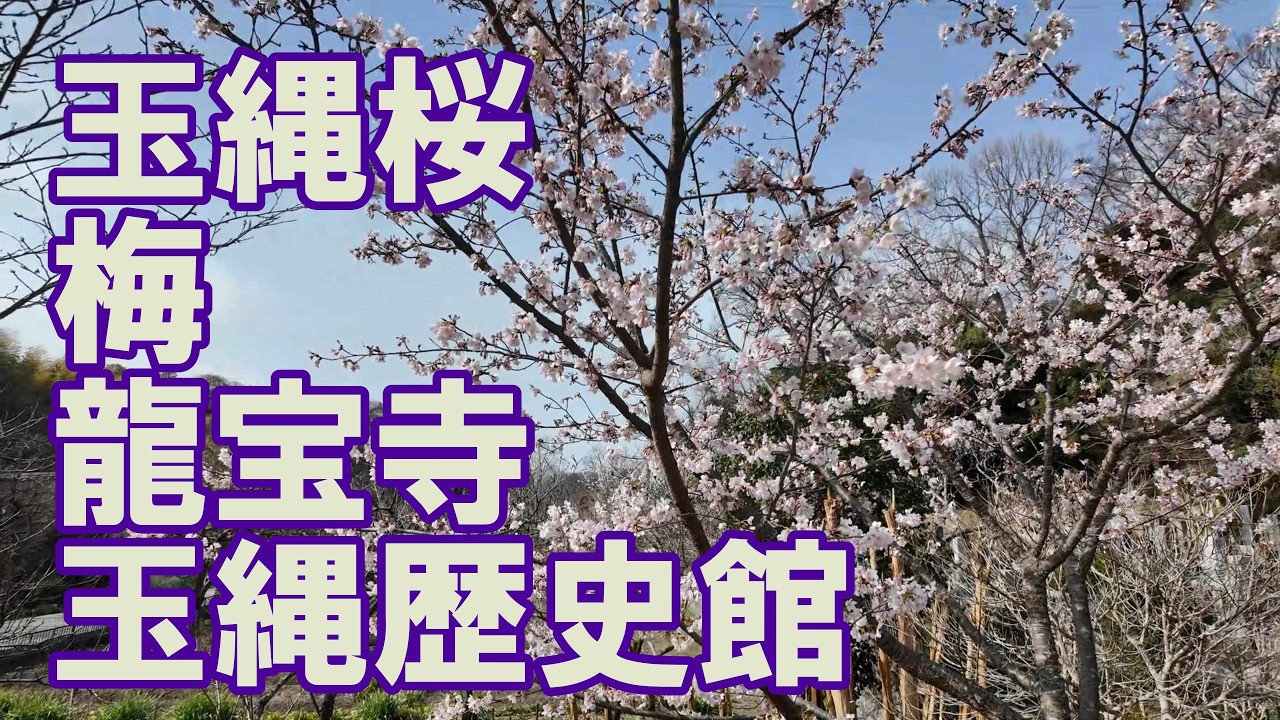玉縄桜　梅　龍宝寺  玉縄歴史館　(鎌倉市植木)