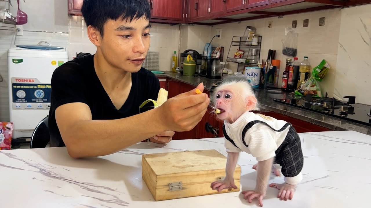 My first time taking monkey Zika to the market! What do you think he bought?