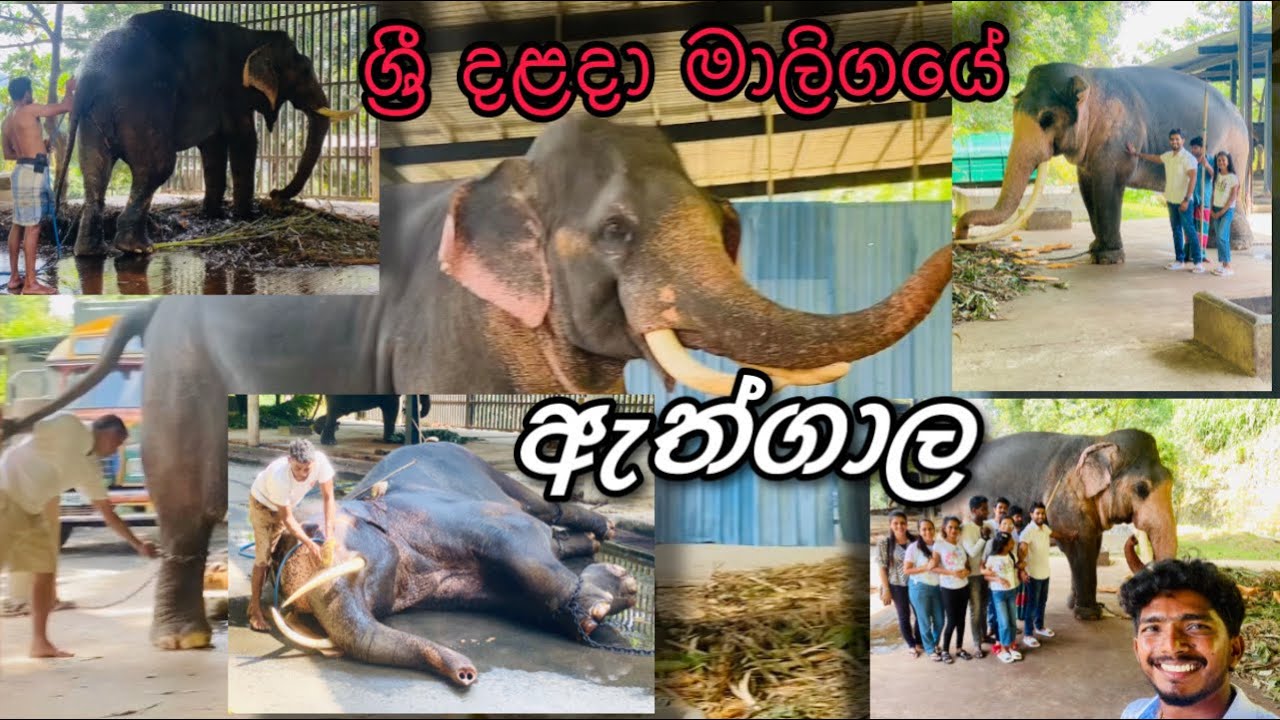 ශ්‍රී දළදා මාලිගයේ ඇත්ගාල | Sri Dalada Maligaye Athgala