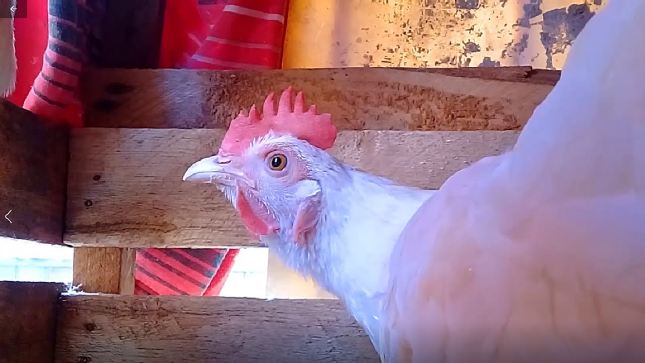 ▶ Gallina llama desde el nido al gallo 🐓 y ... | Curiosidades con Paloma blanquita 🐔