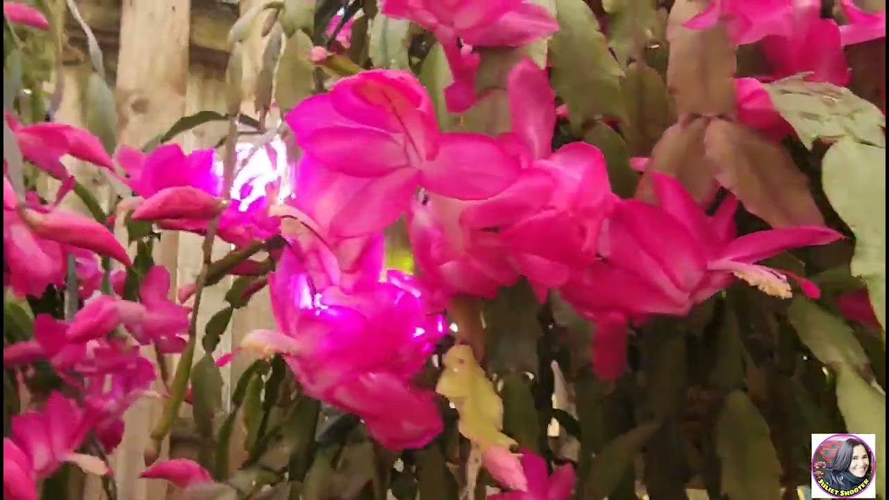 The Christmas Cactus