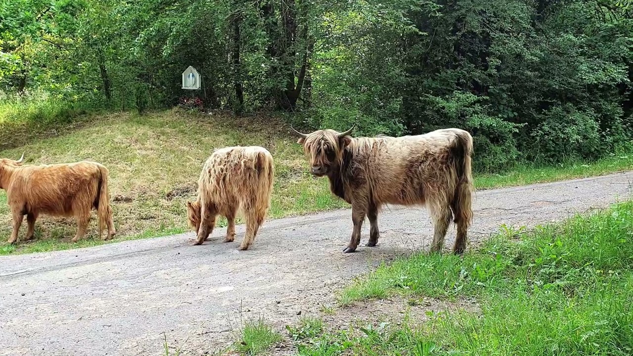 E3/GR151 tour du Luxembourg Belge   Martelange - Marbehan