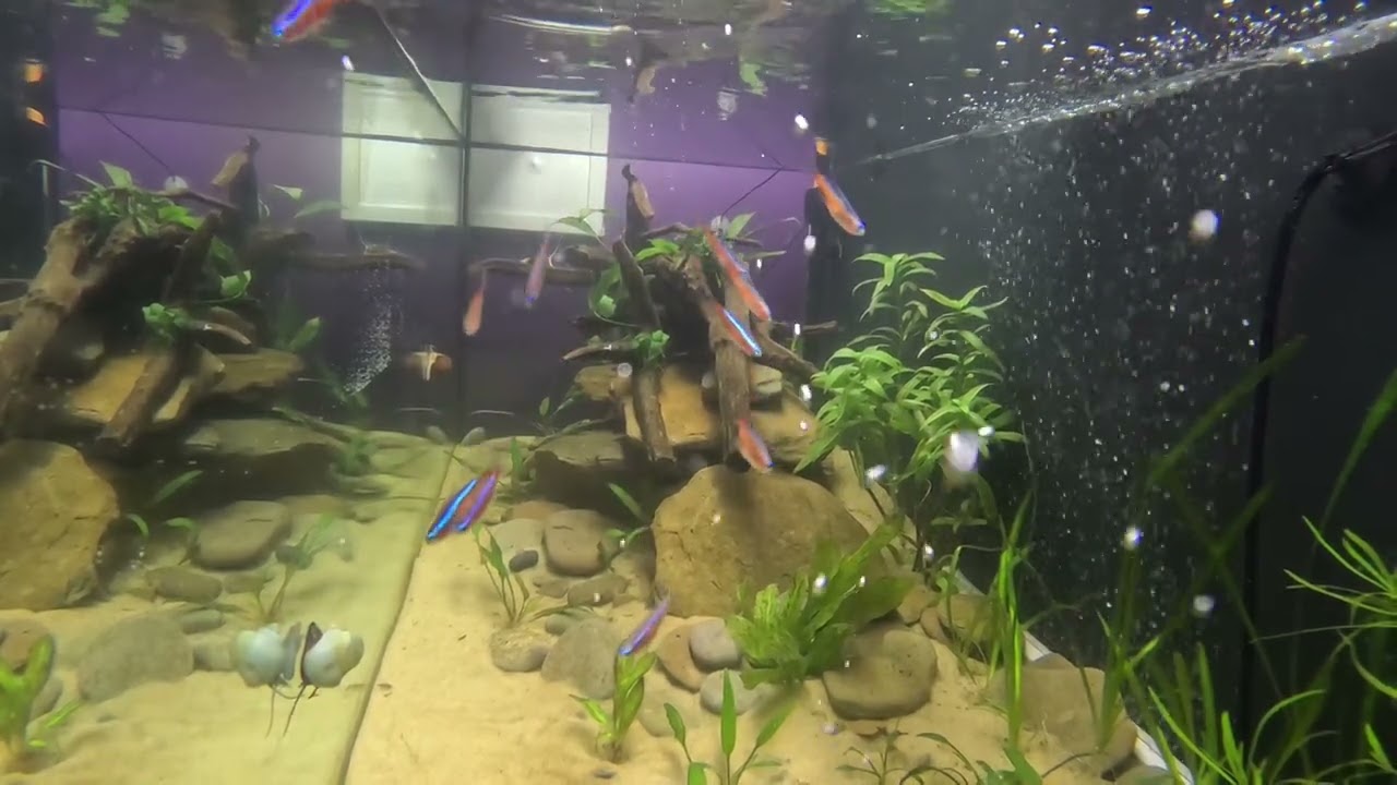 Adding Cardinal Tetras to Our 75-gallon aquarium. (Slow motion)