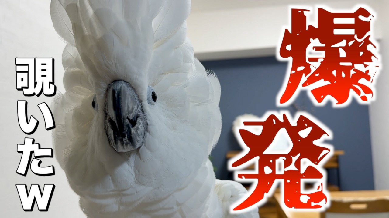 ベランダ出たら「いない」判定？覗くと大喜び