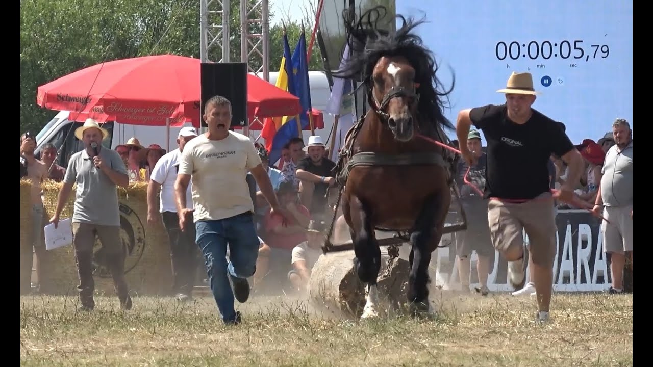 Concurs cu caii de tractiune - Proba de simplu - Madaras, Satu Mare 26 Iulie 2025 Nou!!!
