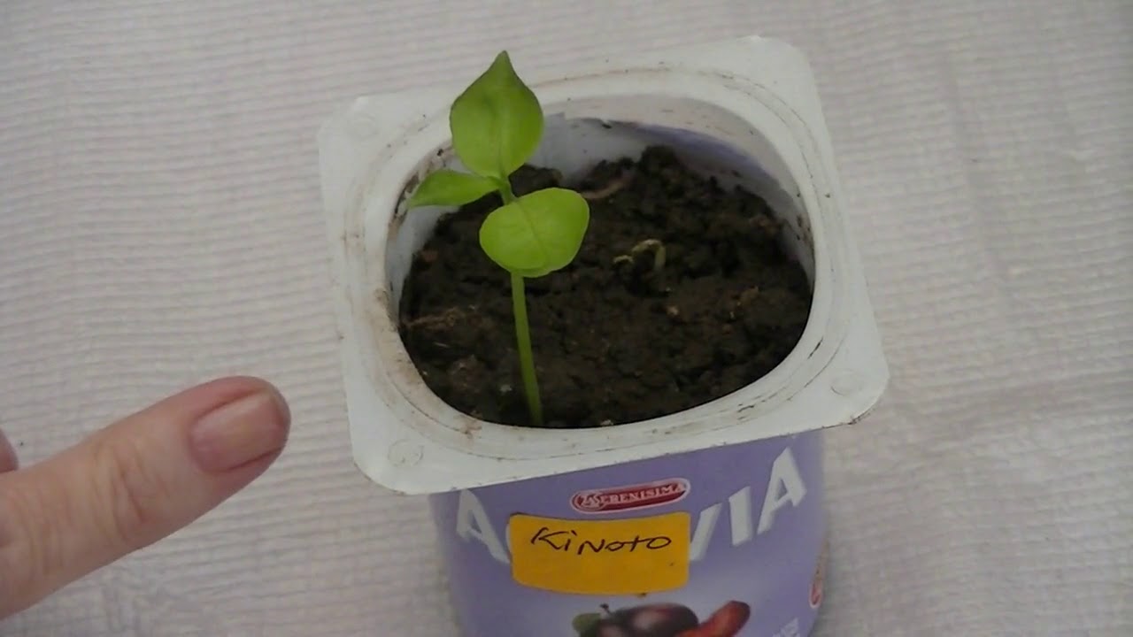 Germinación del quinoto o kumquat / evolución de la planta
