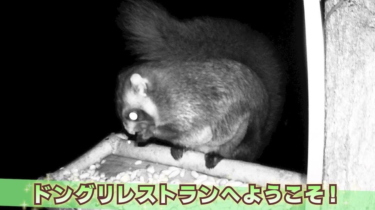 【モグモグかわいい❤】ぜっぴん！ムササビ レストラン