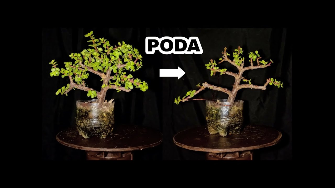 PORTULACARIA AFRA BONSAI PODA #bonsai #portulacariaafra #esqueje