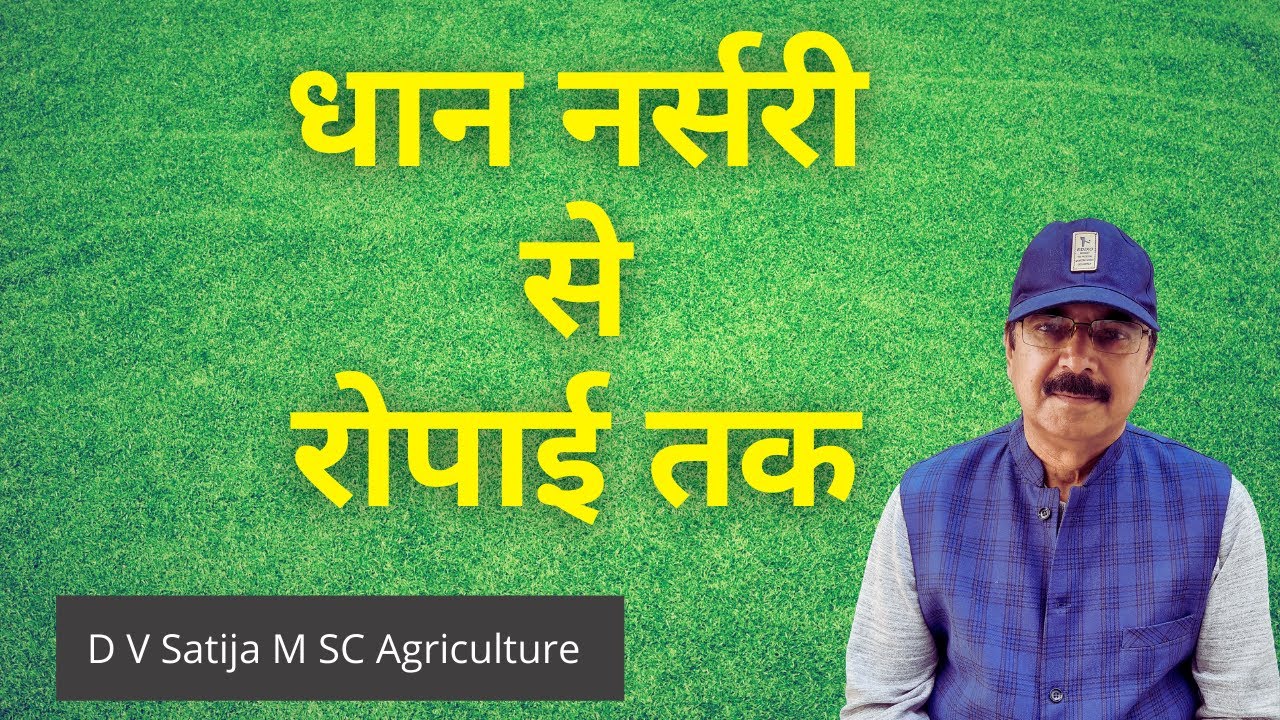 धान नर्सरी से रोपाई तक