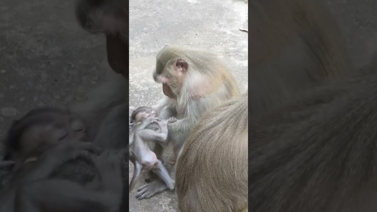 Mama Monkey Teva is not happy to give me to BB  #animallovers #animalshorts #monkeyvideo #animals